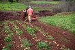 Potato field