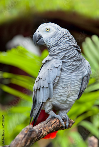 Foto: African Grey Parrot in nature surrounding African Grey Parrot in nature surrounding