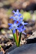 Blausterne