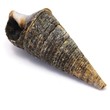 sea shell