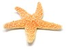 sea-star