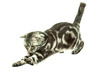 Photo: British cat playing British cat playing
