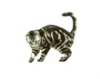 Photo: British cat playing British cat playing
