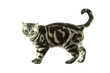Photo: British cat playing British cat playing