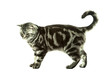 Photo: British cat playing British cat playing