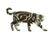 Photo: British cat playing British cat playing