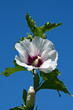 Hibiskus
