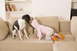 Child playing with dog in living room
