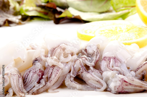 Photo: fresh squid before preparing as food fresh squid before preparing as food