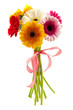 Gerbera fun