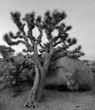 Joshua tree