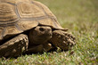 Photo: A turtle A turtle