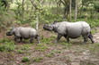 Photo: Wild Rhinoceros in Chitwan, Nepal Wild Rhinoceros in Chitwan, Nepal