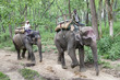 Photo: Elephants in jungle Elephants in jungle