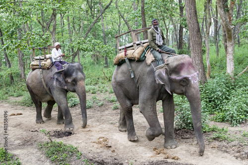 Photo: Elephants in jungle Elephants in jungle