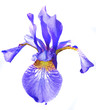 Blue iris