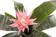 houseplant