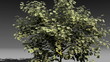 Funny money tree