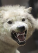 loup 2