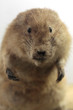 marmotte 1