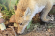 renard 1