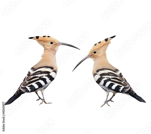 Photo: Set Eurasian Hoopoe isolated on white background Set Eurasian Hoopoe isolated on white background