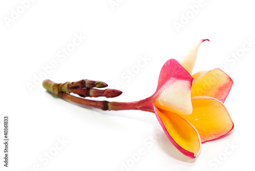 Photo: Frangipani on white background Frangipani on white background