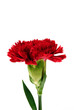 Photo: Carnation flowers Carnation flowers