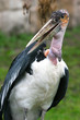 Marabu