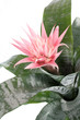 .houseplant