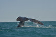 Austral Whale showing the tale fin