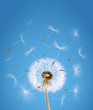 Photo: Overblown dandelion with seeds flying away with the wind Overblown dandelion with seeds flying away with the wind