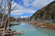 Dead trees forest surrounding a mineral river