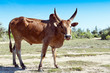 Foto: Zebu cow Zebu cow