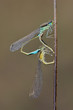 Ischnura graellsii