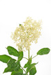 Holunderblüte