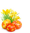 Easter eggs and yellow crocuses
