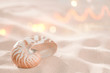 nautilus shell on beach sand and tropical golden sun light with nautilus shell on beach sand and tropical golden sun light with