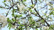 Vídeo: prune tree blossom prune tree blossom