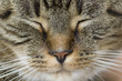 Sweet Kitty Face