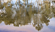 river gum trees reflecting in river