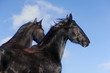 frisian horses