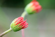 Blooming Gerbera Flower Blooming Gerbera Flower