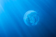 Moon jellyfish in sun rays