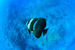 Platax Teira, Maldives - ambient light without flash