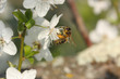saison du printemps