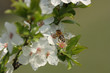 le printemps