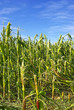 Hail Damaged Cornfield