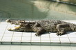 Crocodile in a pool of a zoo Crocodile in a pool of a zoo