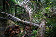 Sturmschaden in Neuseeland